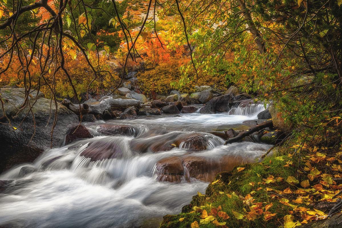 creek among the leafy trees in fall