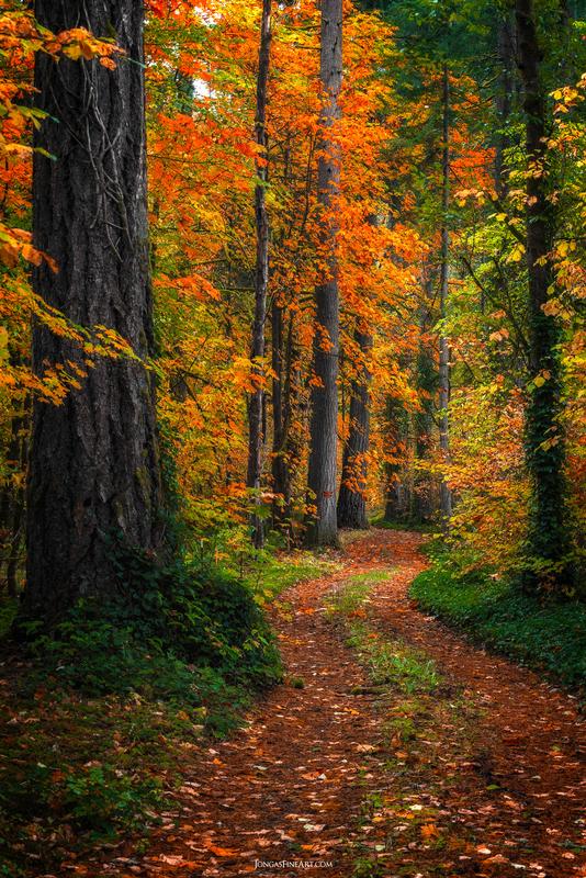 fall art with trees yellow and orange leaves in the forest