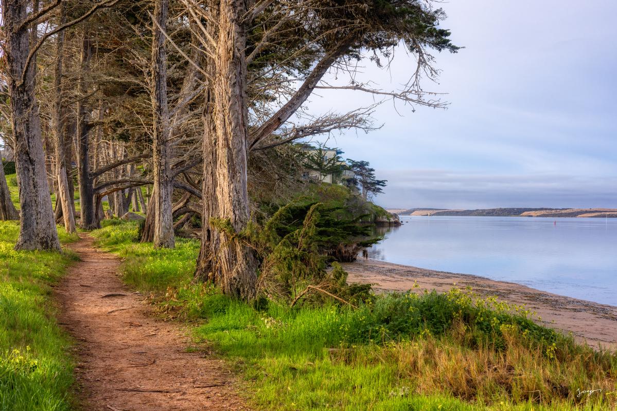 art photo of morro bay cypress trees by the water access 