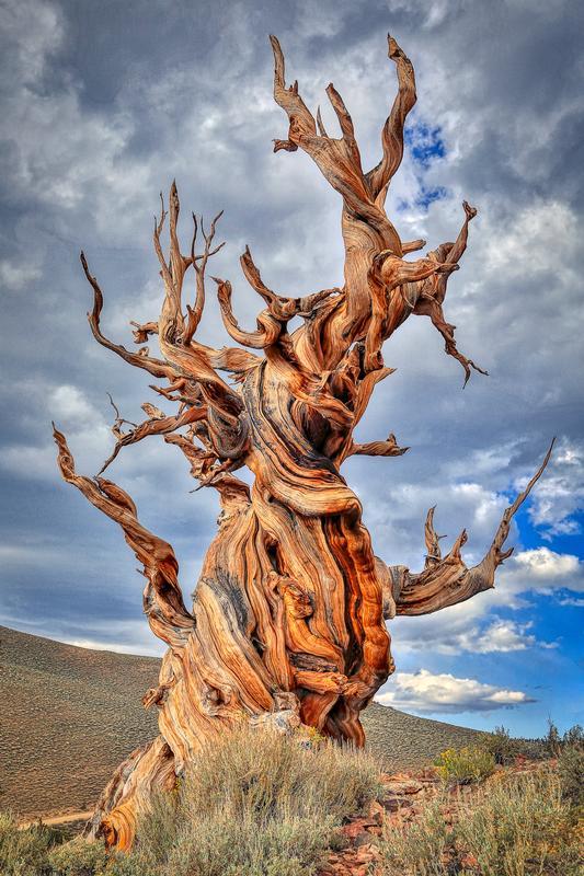bristlecone pine on cloudy day tree photography print by eddie jongas