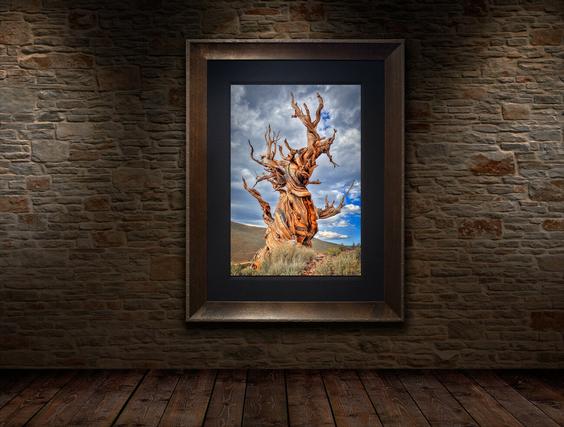 sentinel tree photography as wall decor for kitchen framed
