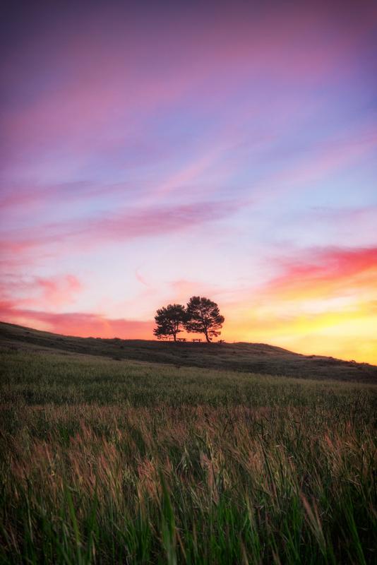 two trees during sunset overlooking the grass field