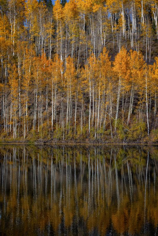 reflections of aspen trees in colorado in fall fine art