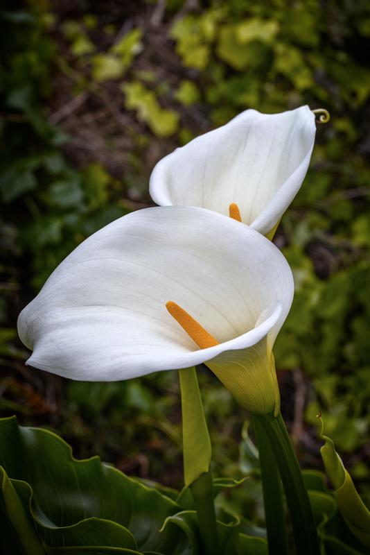 Calla lilly fine art photography 