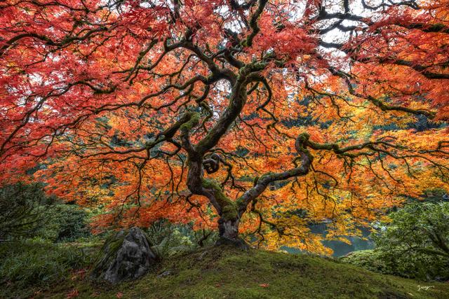 japanese maple in fall colors by eddie jongas