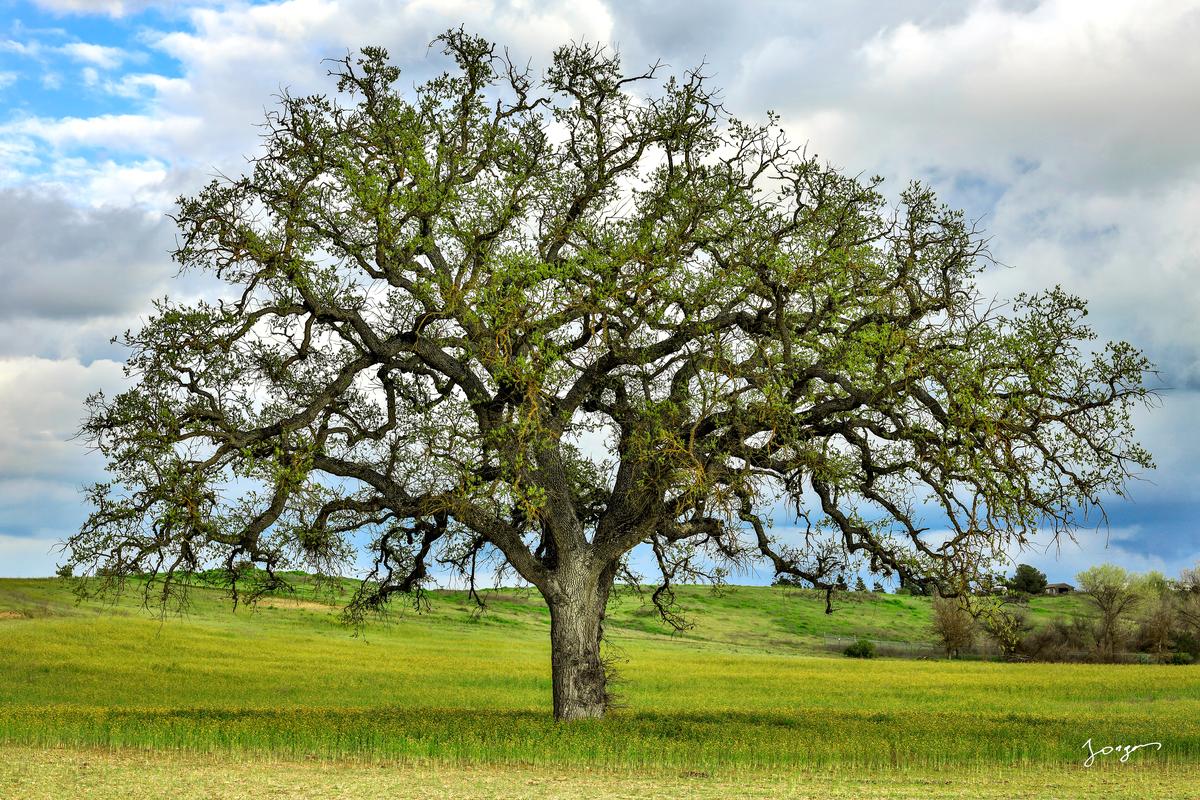 lone california oak in the grassy field jongas fine art