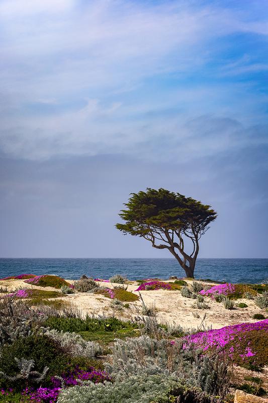 lone cypress tree photography over looking the pacific ocean in pebble beach by eddie jongas