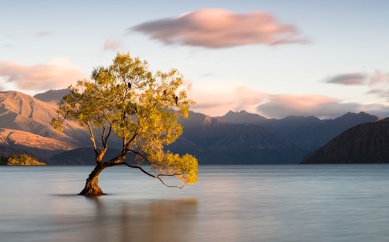 Wanaka Tree