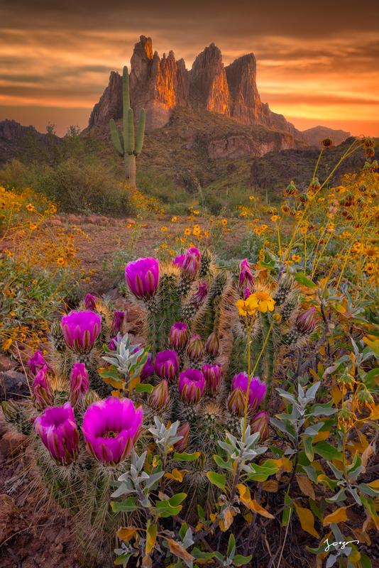 arizona desert wildflower super bloom superstition mountains art by Eddie Jongas