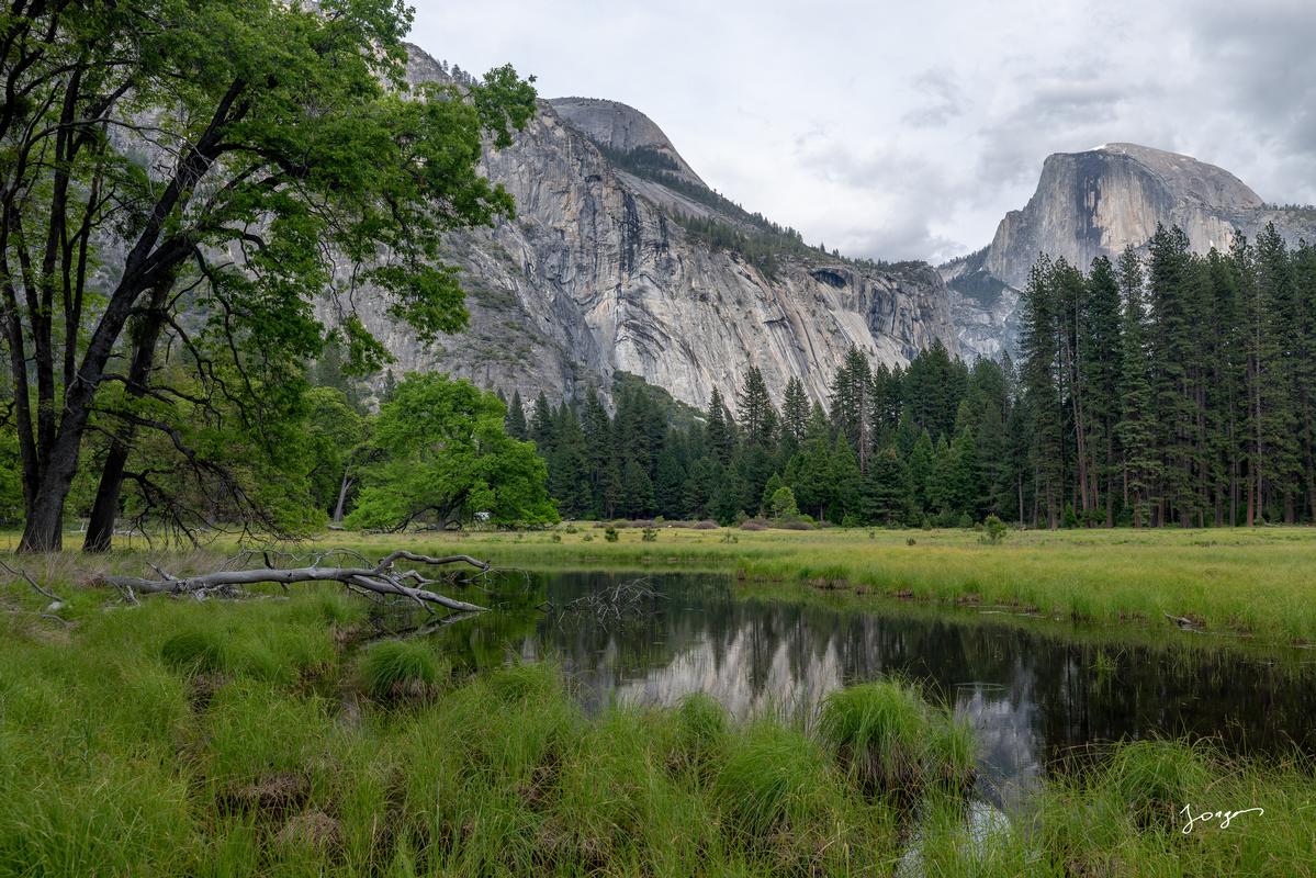 yosemite meadows with oak and pine trees half dome behind